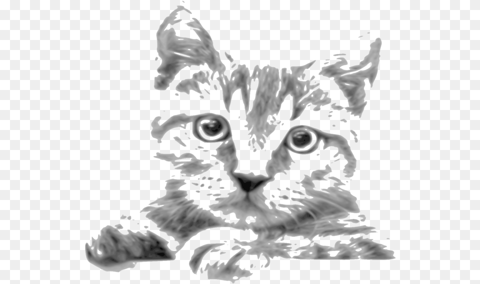 Kitten Whiskers Tabby Cat Siamese Cat Javanese Cat Cat Drawings In Pencil, Animal, Baby, Mammal, Person Free Transparent Png