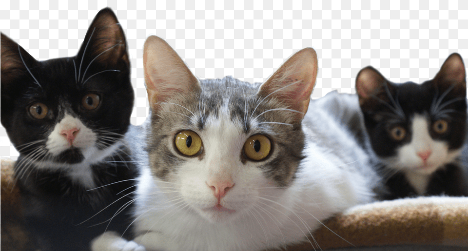 Kittens Adopt, Animal, Cat, Mammal, Manx Free Png