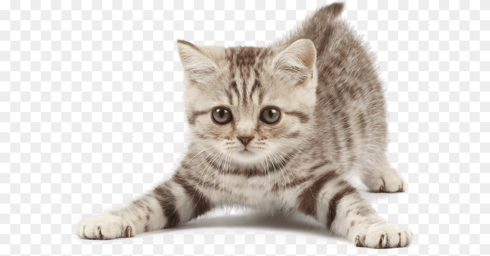 Kittens Cat Transparent Clipart Imagen De Gatito, Animal, Kitten, Mammal, Pet Free Png