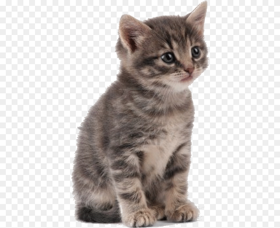Kittens Fluffy Szary Kotek W Prki May, Animal, Cat, Kitten, Mammal Free Transparent Png