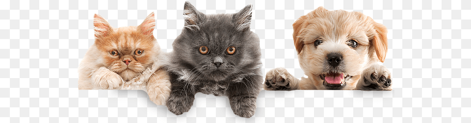 Kittens Jpeg Transparent Clipart Pet, Animal, Canine, Dog, Mammal Png