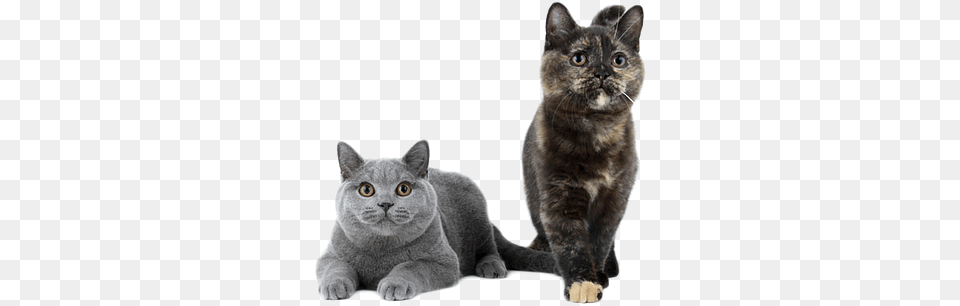 Kittens Korat, Animal, Cat, Mammal, Manx Png