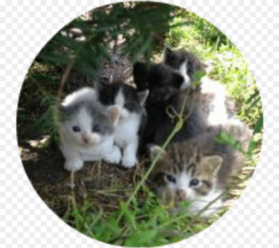 Kittens Outside Cat, Animal, Kitten, Mammal, Pet Png Image