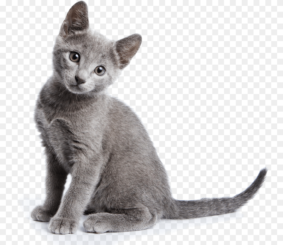Kittens Russian Blue Cat, Abyssinian, Animal, Mammal, Pet Free Transparent Png