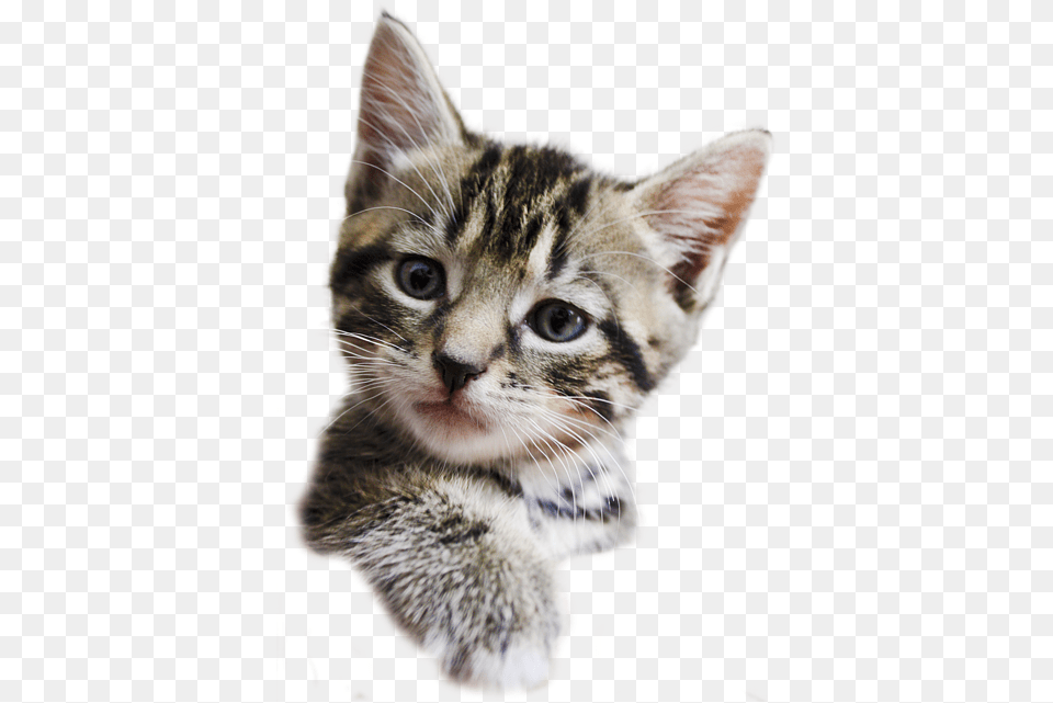 Kittens Background Picture Background Kitten Animal, Cat, Mammal, Pet Free Transparent Png