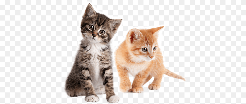 Kittens Transparent Blank Background Kittens, Animal, Cat, Kitten, Mammal Free Png
