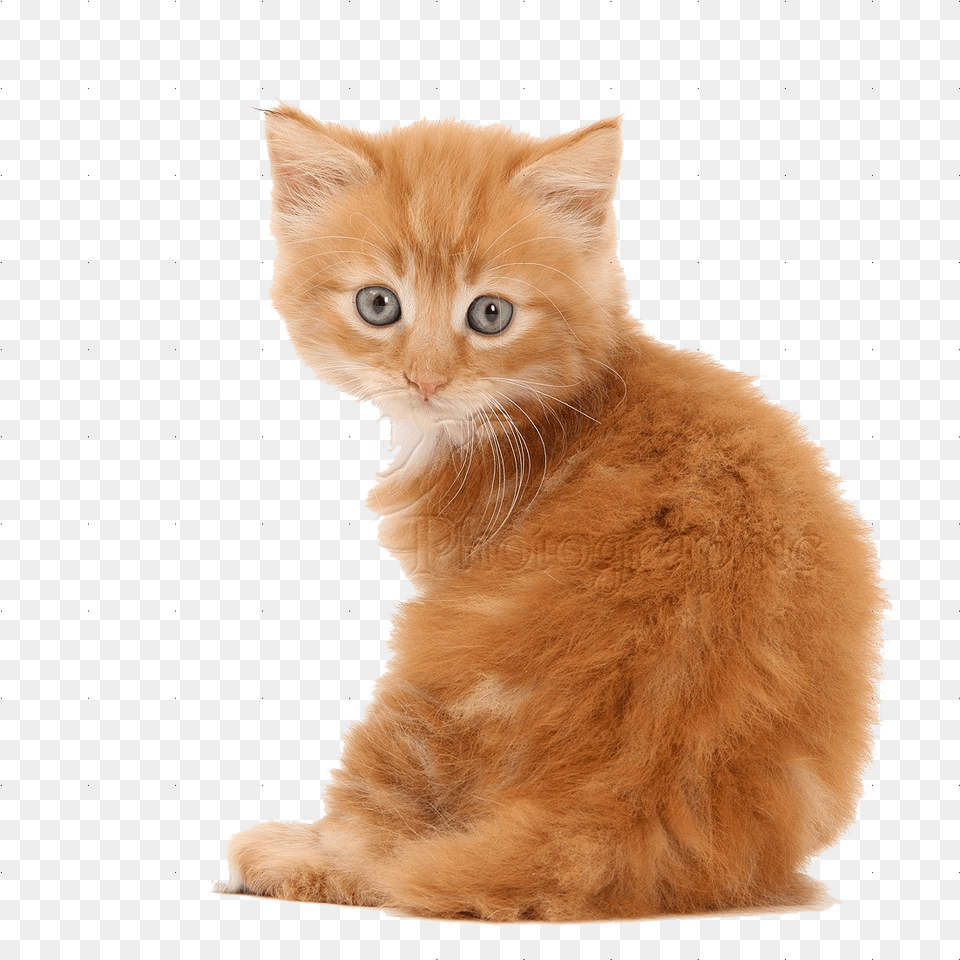 Kittens Transparent Kitten Background, Animal, Cat, Mammal, Manx Free Png