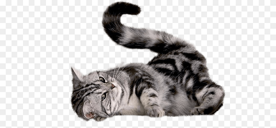 Kittens Tabby, Animal, Cat, Mammal, Pet Free Transparent Png