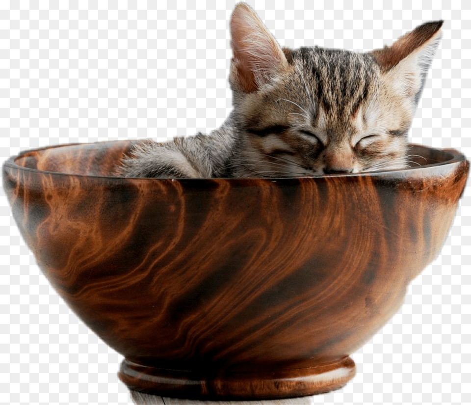 Kitty Cat, Bowl, Soup Bowl, Animal, Mammal Free Png Download