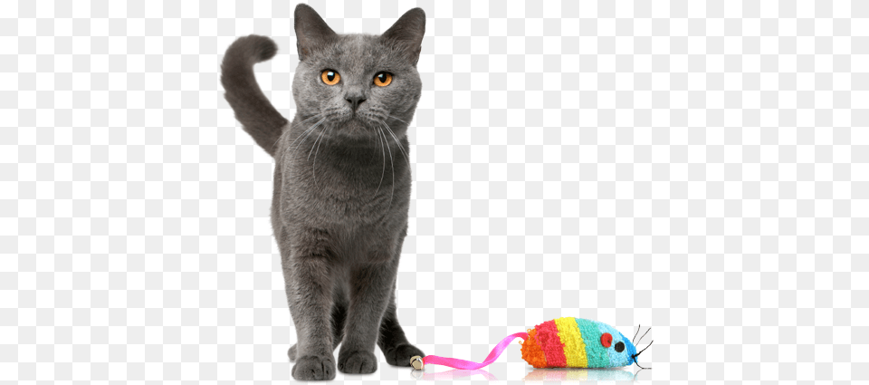 Kitty Cat With Toy, Animal, Mammal, Pet Free Png Download