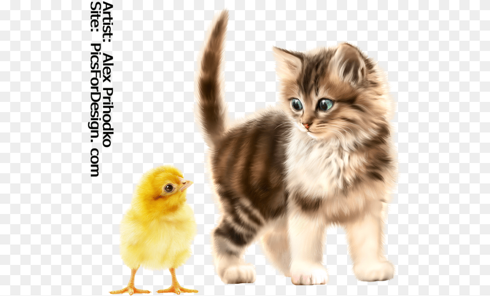 Kitty Chick Kitten, Animal, Bird, Chicken, Fowl Free Transparent Png