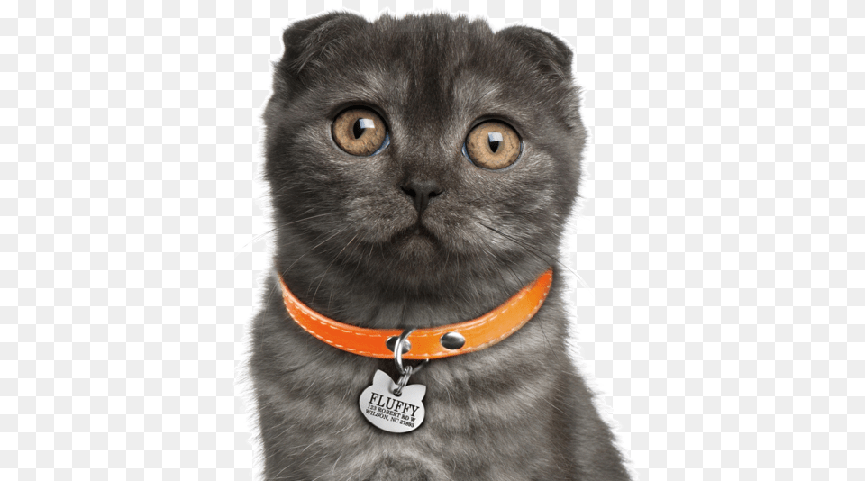 Kitty Ears Search Curly Ear Cat Vippng Scottish Fold Black Smoke, Accessories, Animal, Mammal, Pet Png Image