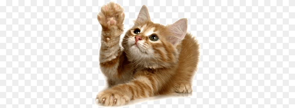 Kitty Kittan Transparent Clipart Transparent Background Kitten Transparent, Animal, Cat, Mammal, Pet Png Image