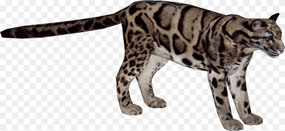 Kitty Leopard Backgrounds Img Rating Wallpaper, Animal, Mammal, Wildlife, Panther Png