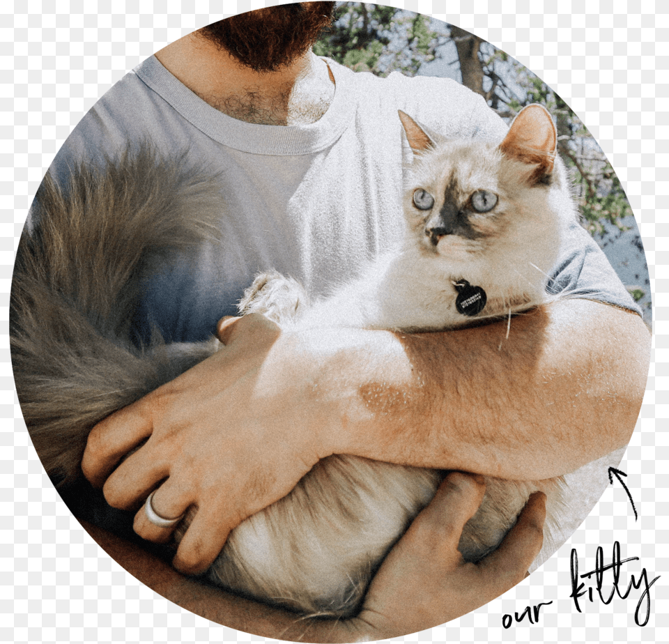 Kitty Paw, Photography, Animal, Pet, Mammal Png