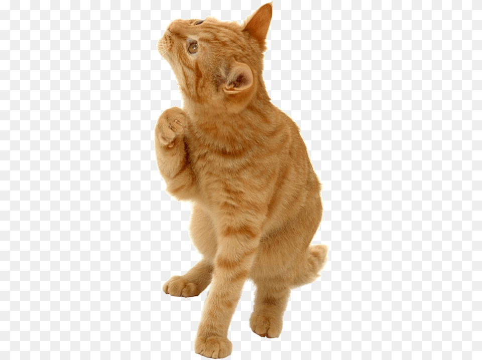 Kitty Orange 41point9 Still Looking For Answers, Animal, Cat, Mammal, Manx Free Transparent Png
