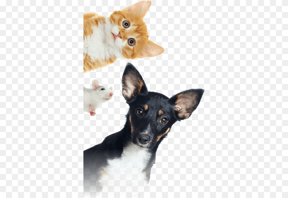 Kittymates Animates Veterinary Clinic Ltd National Pet Day 4 11 2020, Animal, Mammal, Rat, Rodent Free Png