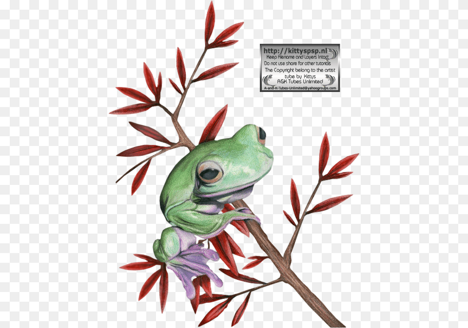 Kittys Frogs Pine Barrens Treefrog, Amphibian, Animal, Frog, Plant Png