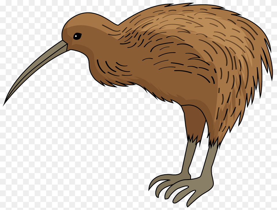 Kiwi Bird Clipart, Animal, Beak, Kiwi Bird, Fish Free Png