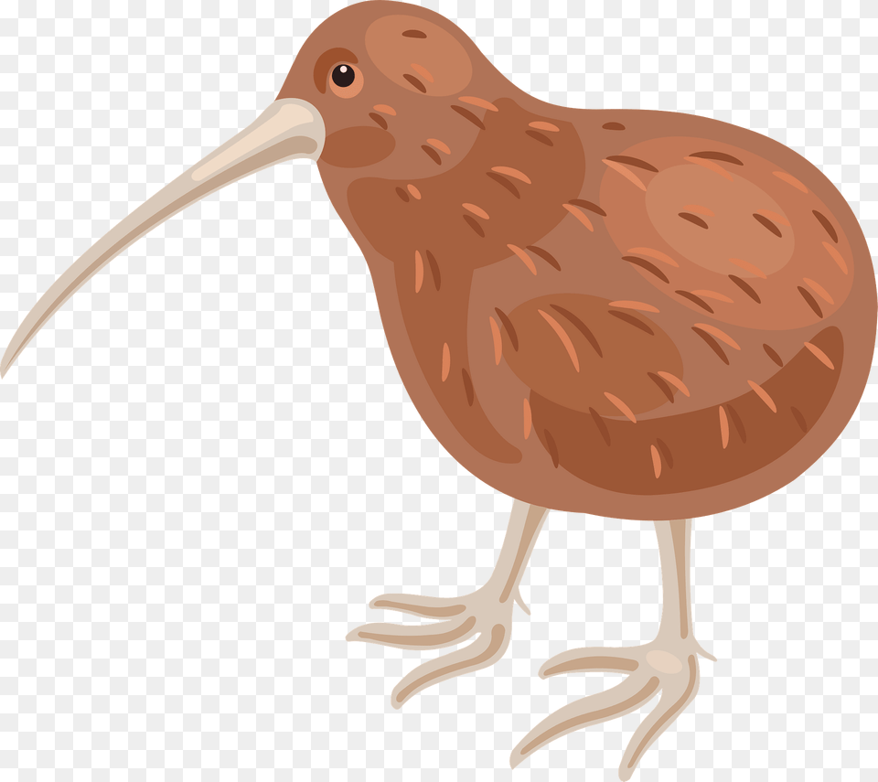 Kiwi Bird Clipart, Animal, Beak, Kiwi Bird, Dinosaur Png