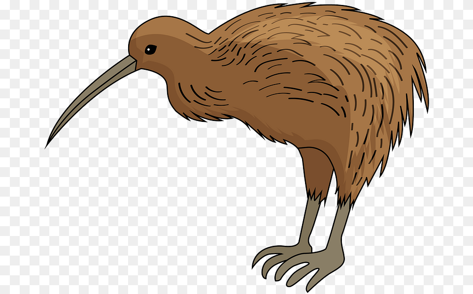 Kiwi Bird Clipart Download Creazilla Kiwi Bird Clipart, Animal, Beak, Kiwi Bird, Bear Free Transparent Png