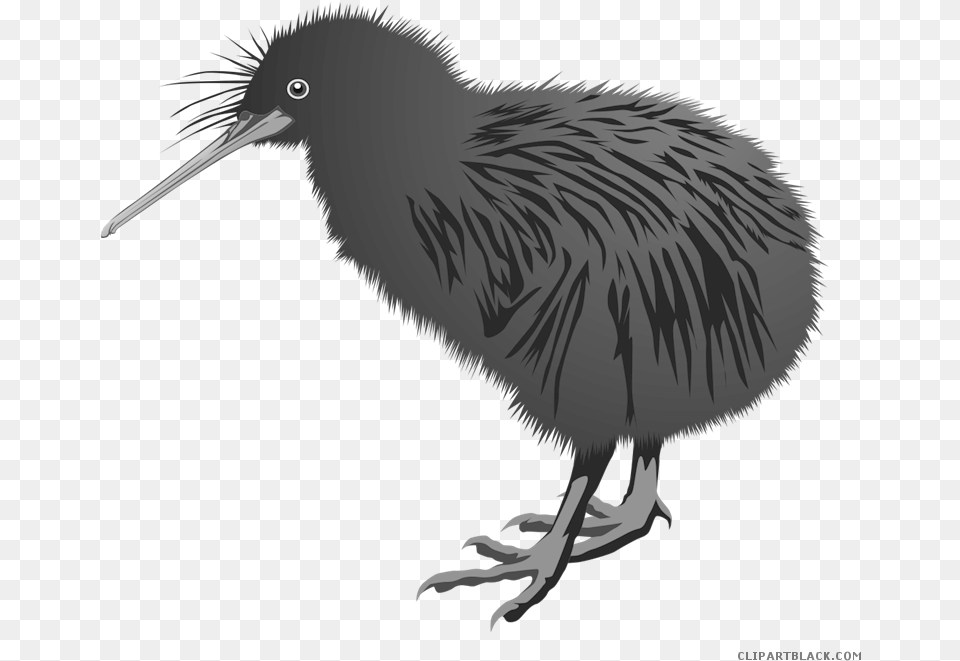 Kiwi Bird Clipart Library Download Black Of Kiwi Bird, Animal, Beak, Kiwi Bird, Dinosaur Free Transparent Png