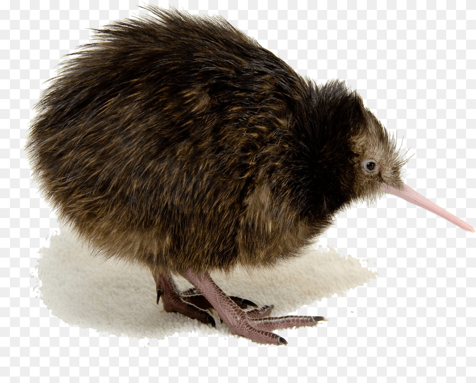 Kiwi Bird Clipart Mart Kiwi Bird Photos Download, Animal, Kiwi Bird Free Transparent Png