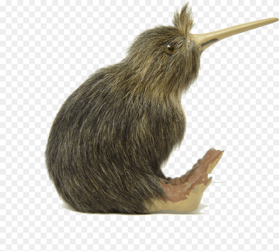 Kiwi Bird File, Animal, Kiwi Bird Free Png