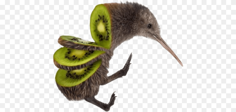 Kiwi Bird Fun Kiwi Bird Sliced, Animal, Beak, Food, Fruit Png