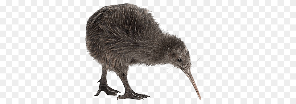 Kiwi Bird Kiwi Bird Kiwi Bird White Background, Animal, Kiwi Bird, Mammal, Rat Free Png