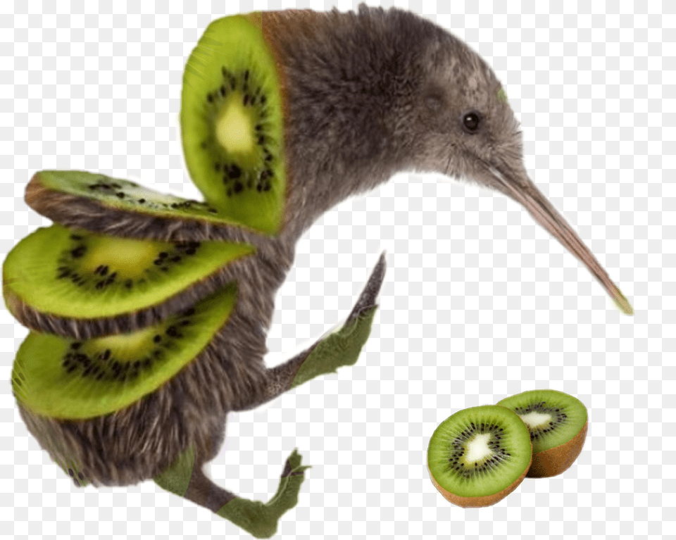 Kiwi Bird Kiwibird Birdkiwi Kiwi Bird Fruit, Food, Plant, Produce, Animal Free Png