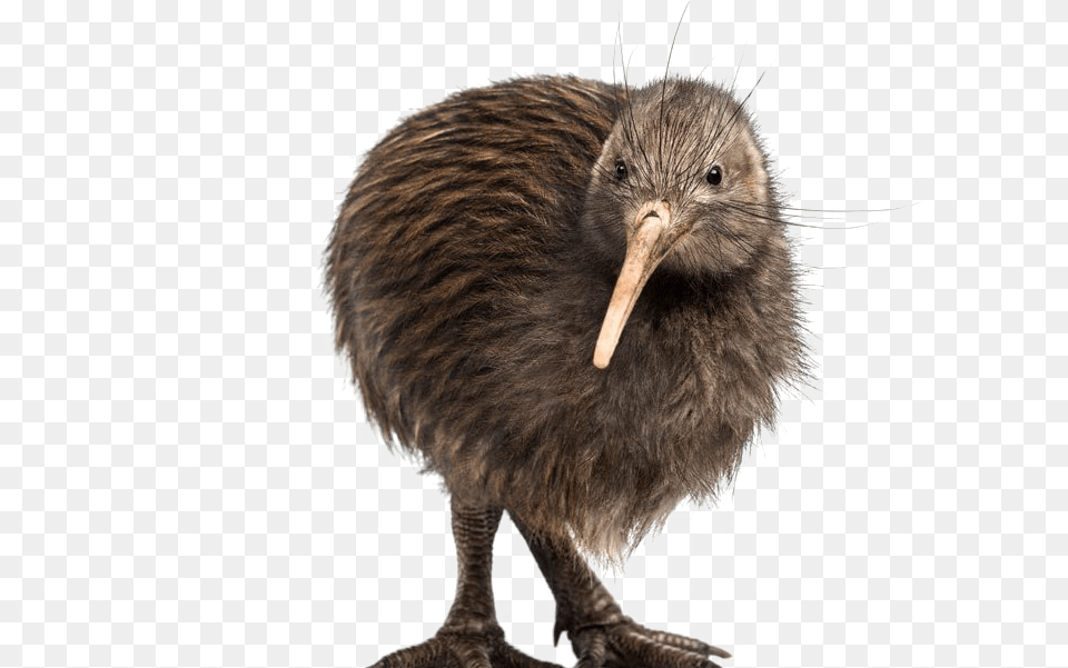 Kiwi Bird Background Mart Kiwi Bird Kiwi Background, Animal, Kiwi Bird, Beak Free Transparent Png