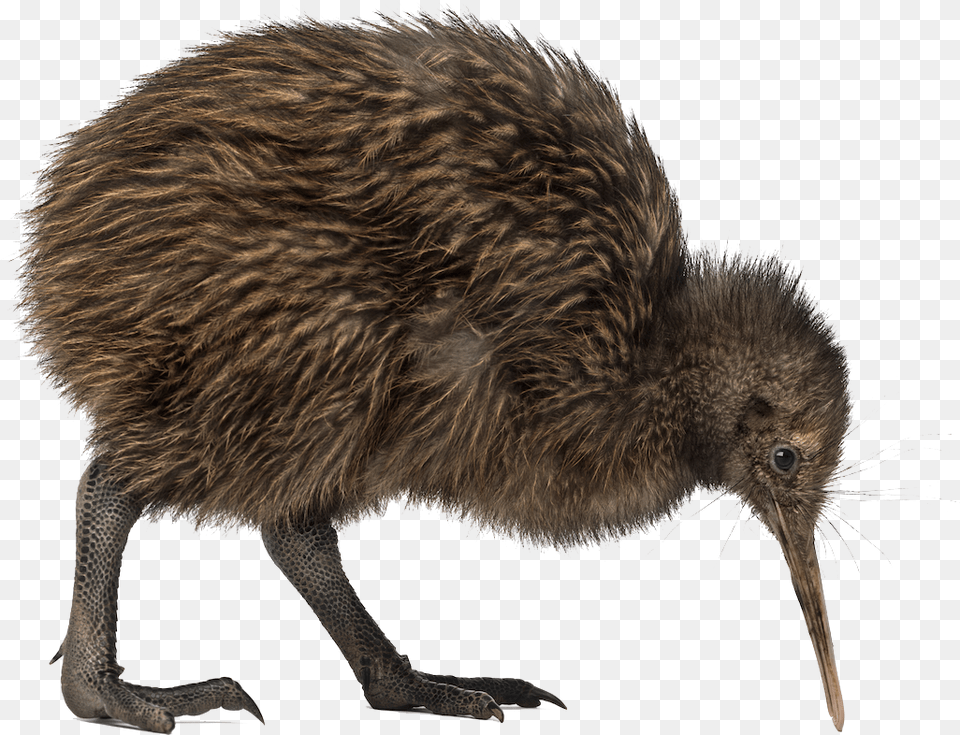 Kiwi Bird Transparent Kiwi Bird, Animal, Kiwi Bird, Mammal, Rat Png