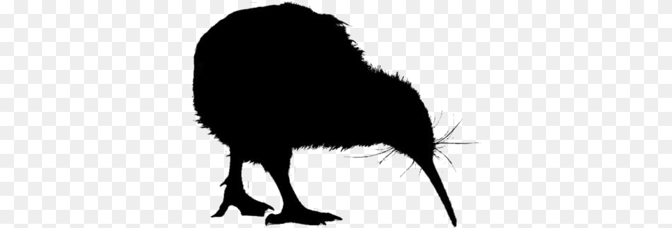 Kiwi Birds Transparent Flightless Bird, Animal, Kiwi Bird, Bear, Mammal Png