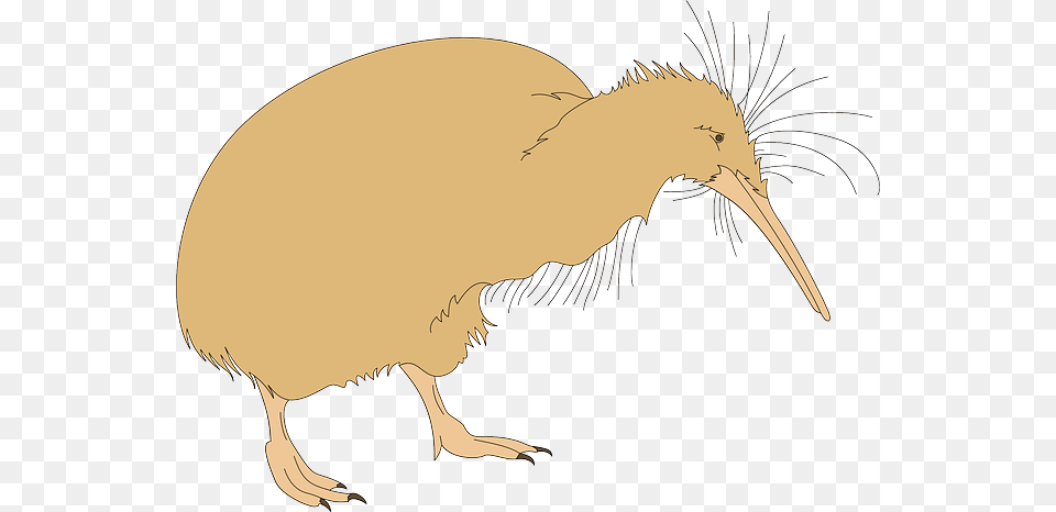 Kiwi Clipart Kiwi Bird Kiwi Fuzz, Animal, Kiwi Bird, Dinosaur, Reptile Png Image