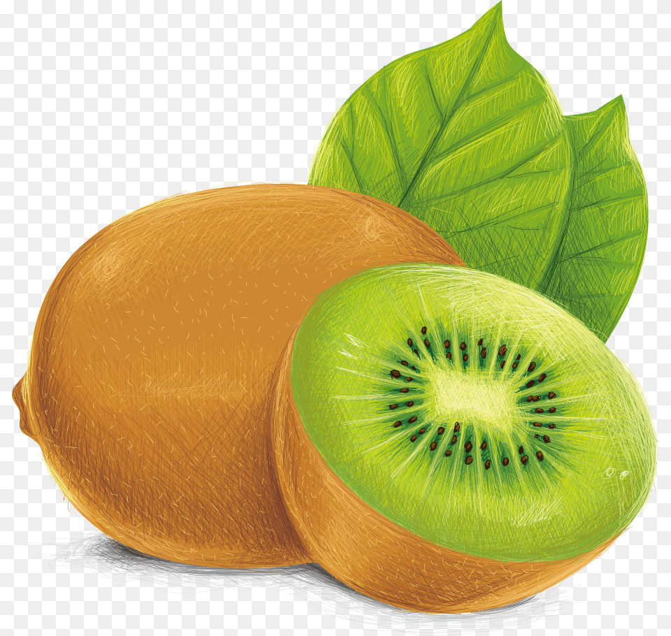 Kiwi Illustration, Food, Fruit, Plant, Produce Free Transparent Png
