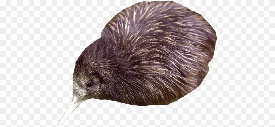 Kiwibird Kiwi Animal, Mammal, Rat, Rodent, Bird Free Png Download
