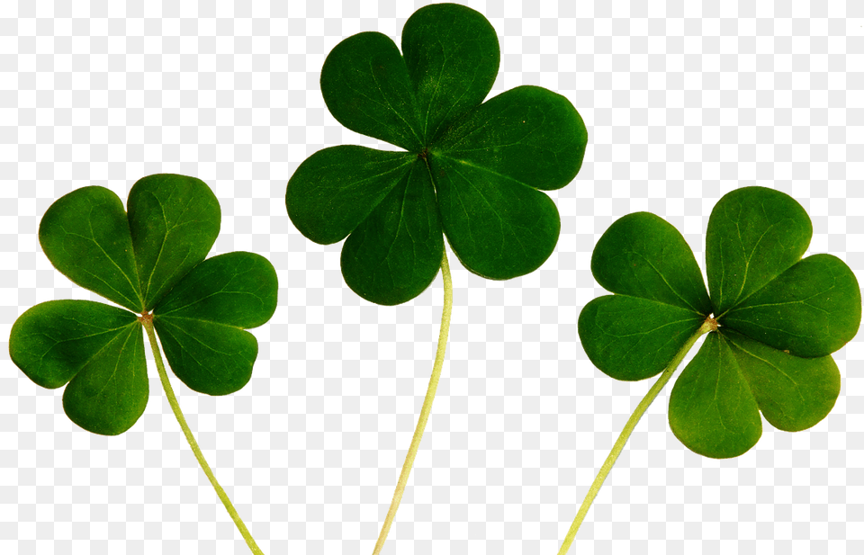 Klee Four Leaf Clover Luck Lucky Desktop Wallpaper For Good Luck, Flower, Geranium, Plant Png Image