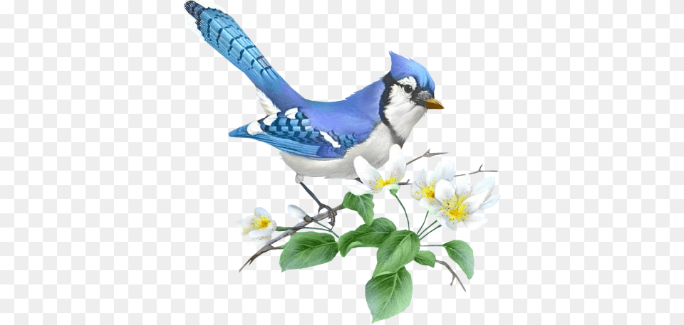 Klik For At Se I Normal Strrelse Cross Stitch Blue Jay, Animal, Bird, Blue Jay, Bluebird Free Transparent Png