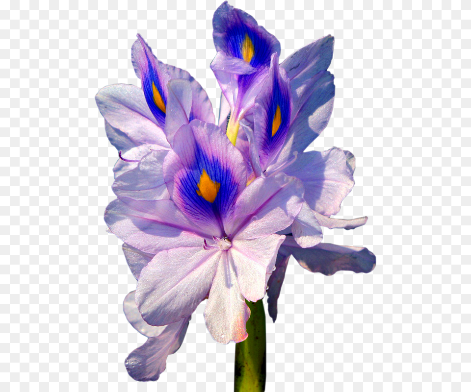 Klip Arti Cveti, Flower, Geranium, Iris, Plant Free Png