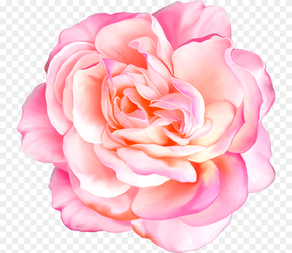 Klipart Beautiful Flowers Realistic Flowers, Flower, Petal, Plant, Rose Free Png Download