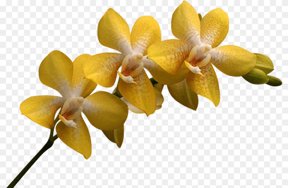 Klipart Beautiful Orchids Flower Yellow Orchids, Petal, Plant, Orchid, Food Free Transparent Png