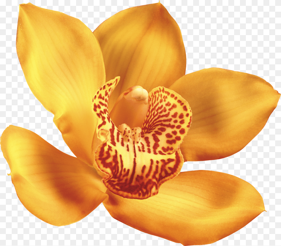 Klipart Quotbeautiful Orchids Flowerquot Orquideas De Colores, Flower, Orchid, Plant, Petal Png