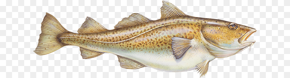 Klipart Treska, Animal, Cod, Fish, Sea Life Free Transparent Png