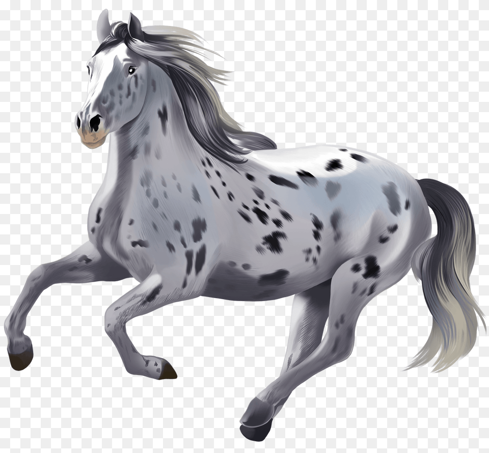 Knabstrupper Horse Clipart, Andalusian Horse, Animal, Mammal, Stallion Png Image