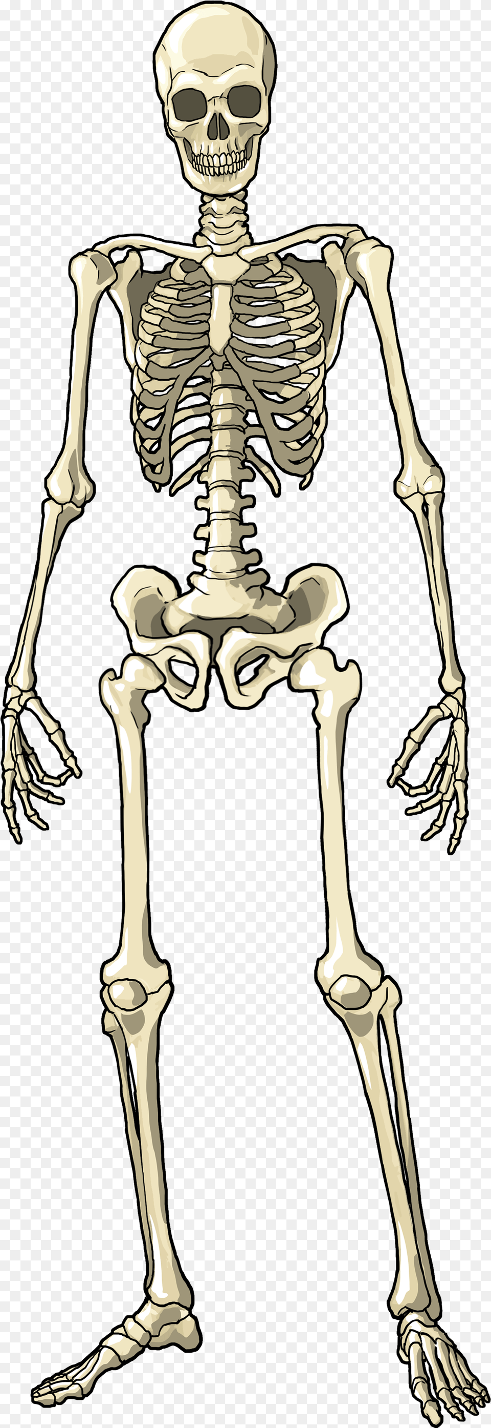 Knee Skeleton Full Body, Person, Face, Head Free Png