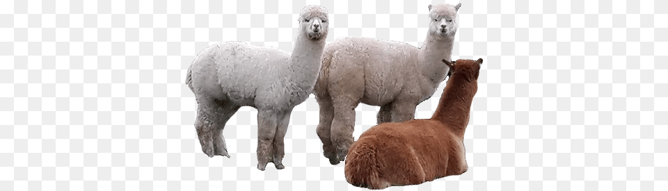 Knitting With Alpaca Yarn Gorgeous Animal Figure, Llama, Mammal, Canine, Dog Free Transparent Png