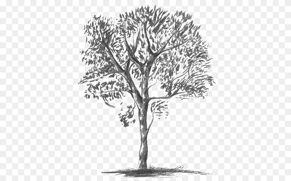 Knobthorn Grey Mexican Pinyon, Art, Drawing, Doodle, Plant Free Png Download
