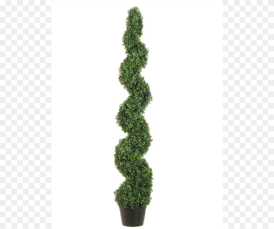 Knock Down Pond Boxwood Spiral Topiary In Plastic Topiary, Conifer, Plant, Potted Plant, Tree Free Png Download