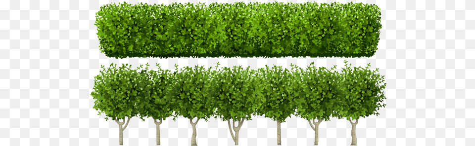 Know Your Plants Choose The Right Trees And Shrubs East Hedges Vector, Fence, Hedge, Plant, Vegetation Png Image